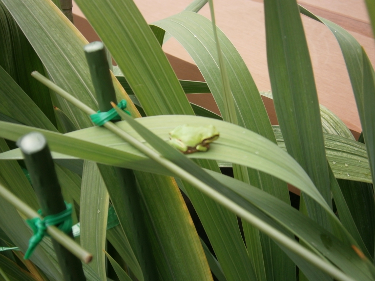 ❀ 緑のカエル ❀